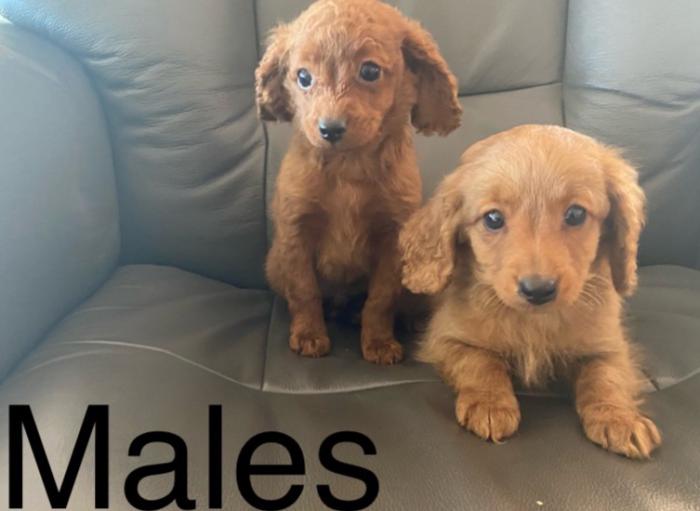Cavalier cross toy cavoodle puppies male female $1300