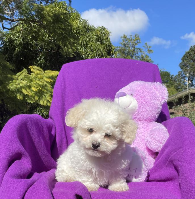 Maltese Shihtzu toy poodle $1850 reduced last of litter 