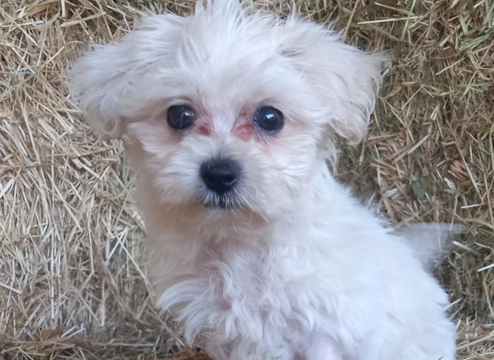 For sale Maltese cross shihtzu puppies boys $1600