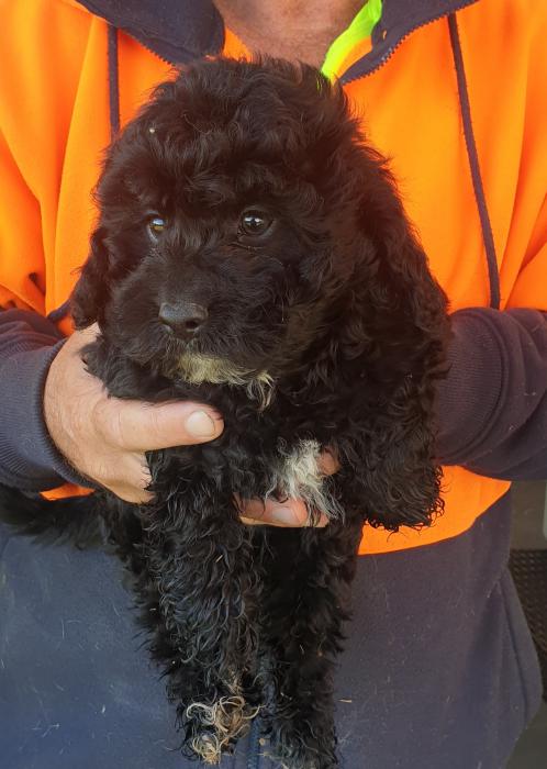 CAVOODLE PUPPIES READY TO LEAVE $1500