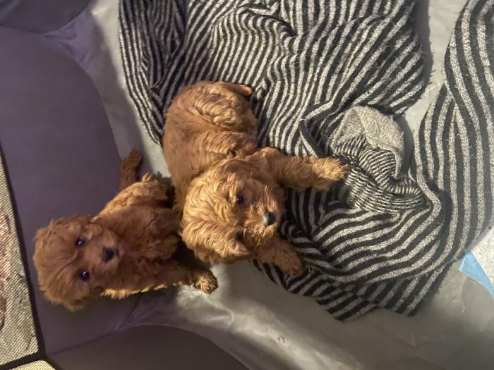 Red mini/toy Cavoodle puppies 