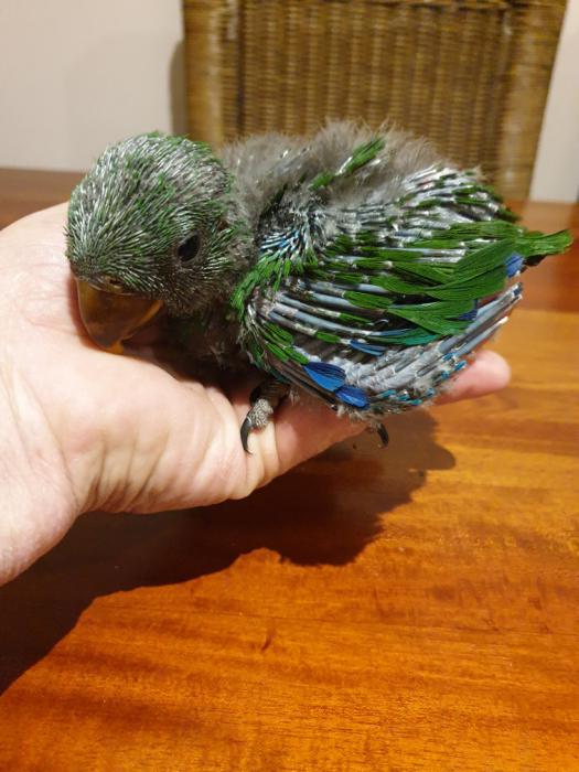 Baby e­lectus­ cock ­bird f­or han­draisi­ng.$60­0.00 o­no­