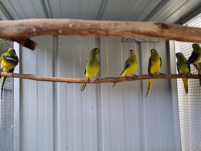 Mallee Ringneck - Young Pair + Hen