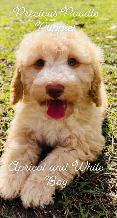 Mini poodle puppies. DNA clear. Purebred hypoallergenic 
