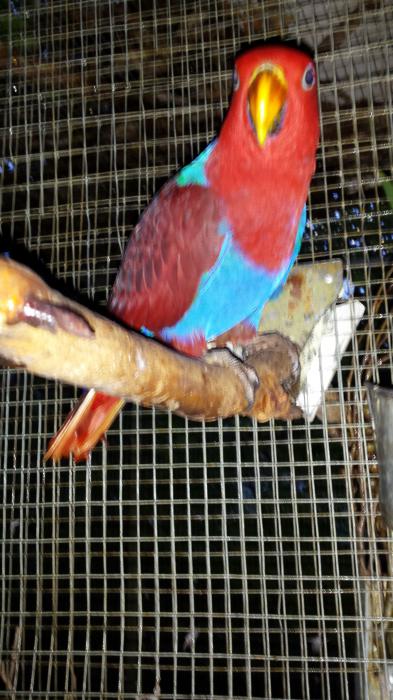 Eclectus parrots, young females