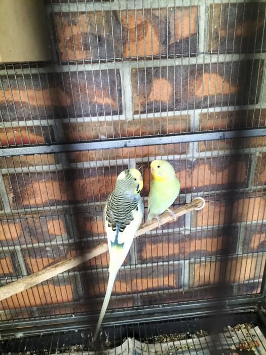 Breeding pair of budgies nest box and cage 