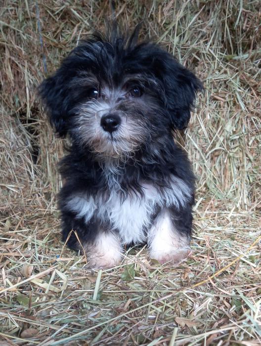 Maltese cross shihtzu puppy boy $1600 wont last long 
