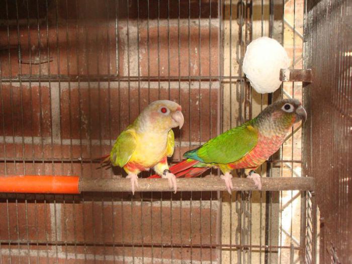 Pairs Of Conures. Pineapples, Fallows, Normals, Yellowsideds