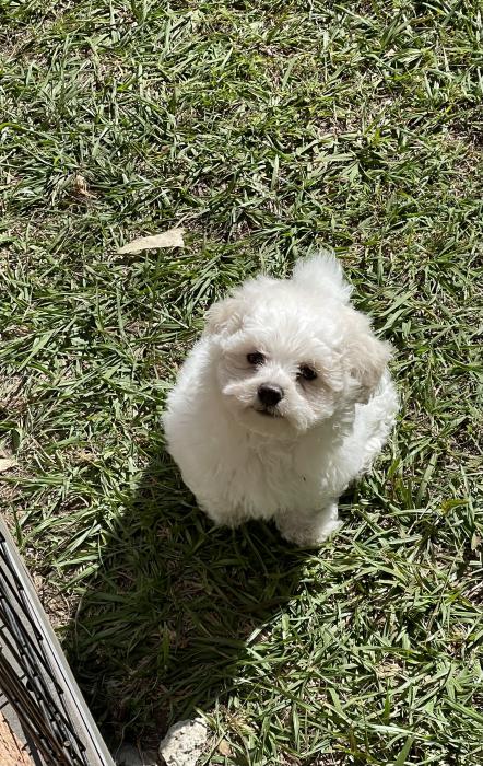 Maltese Shihtzus toy poodle last boy $1800 reduced 