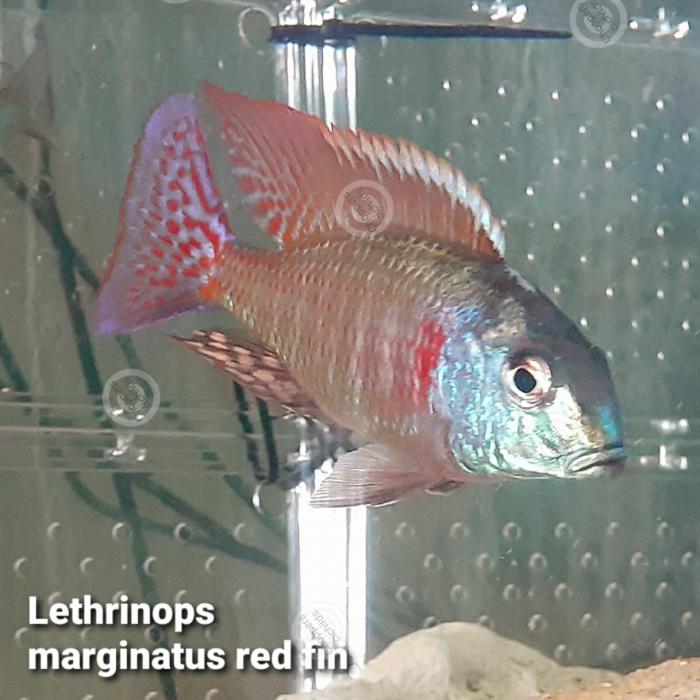 4cm Lethrinops marginatus red fin 