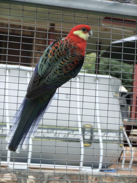 WESTERN ROSELLA  (BLUE BACKED SUB-SPECIES) COCK