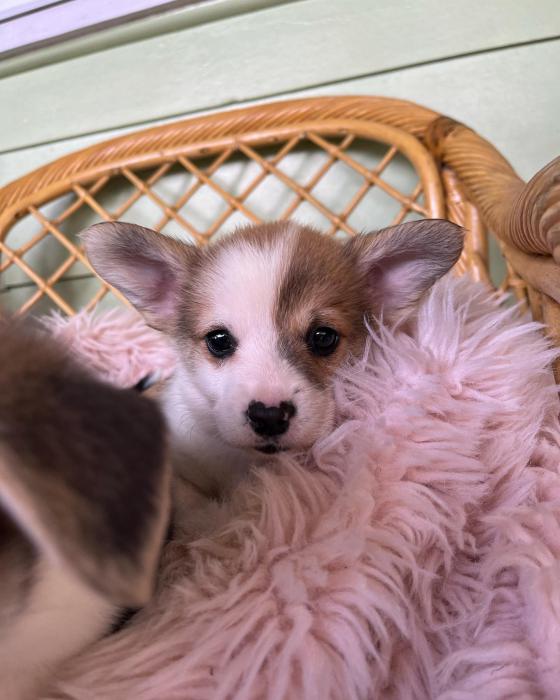 Welsh Pembroke corgi puppies ready to go now from $3500