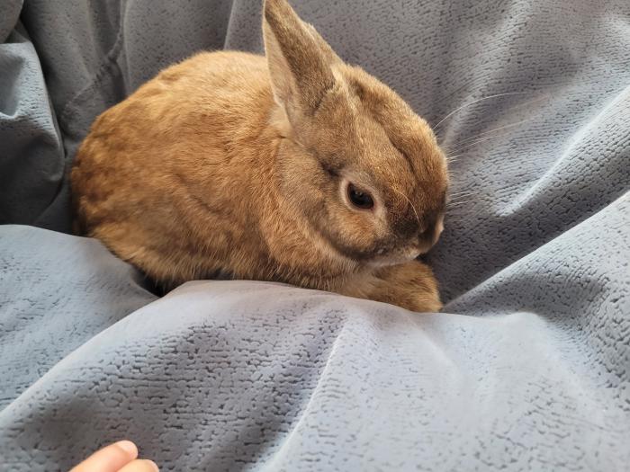 Male dutch dwarf bunny