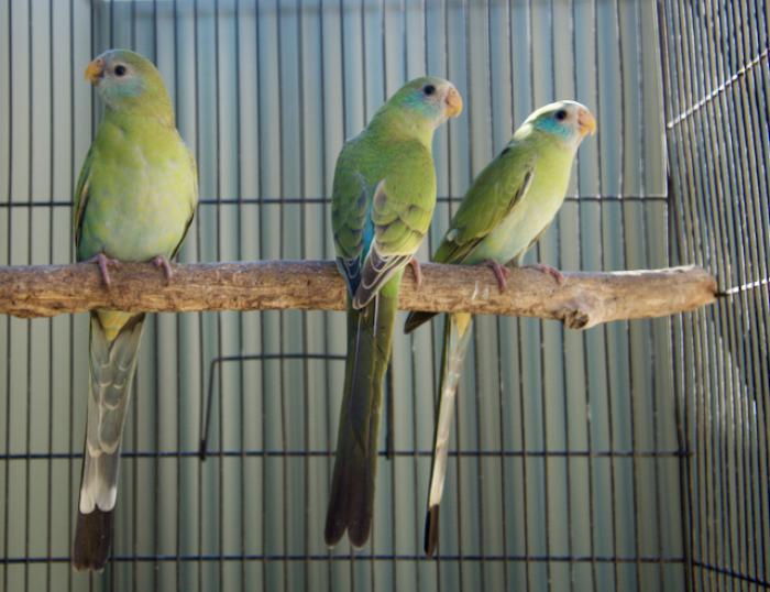 2021 / 2022 SPLIT PIED AND PURE NORMAL HOODED PARROTS