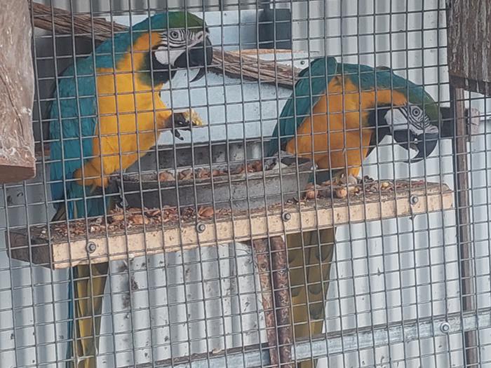 blue & gold macaw breeding pair
