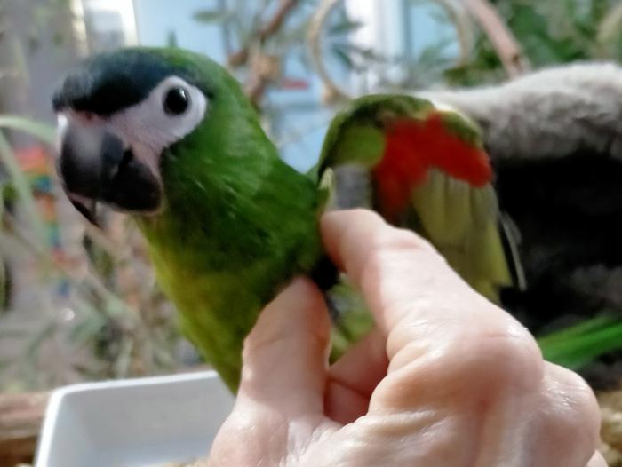 Hans macaw handraised male 