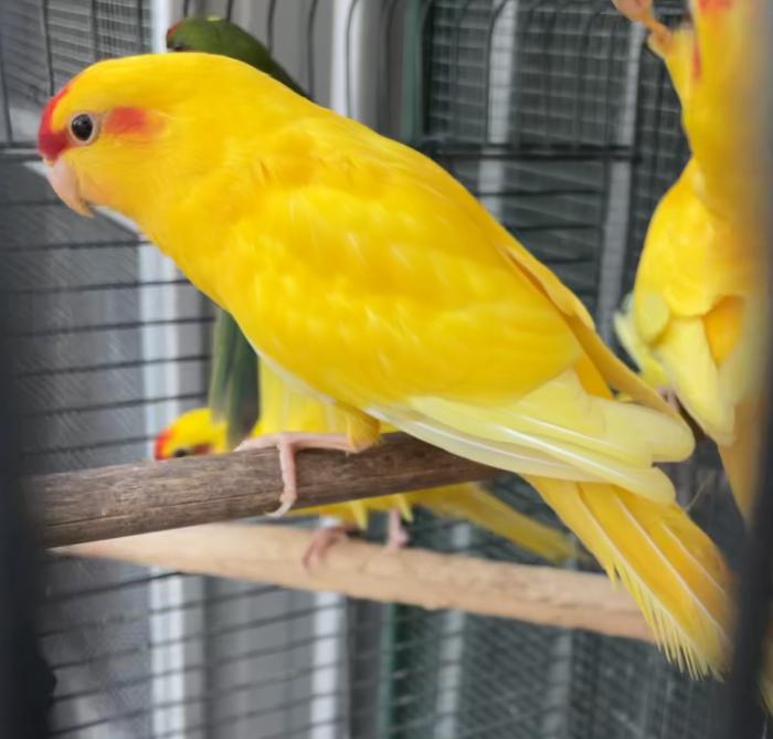 FS: PARROTS-FINCHES-DOVES-WILL BE AT THE ILLAWARRA BIRD SALE