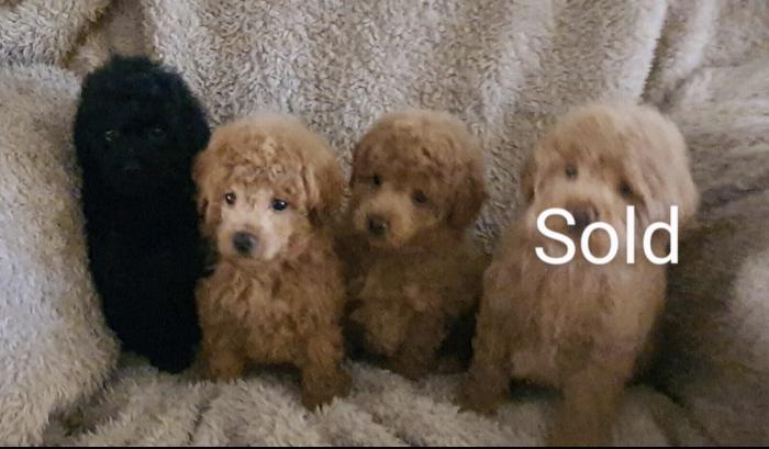 Beautiful toy poodle puppies available for loving homes
