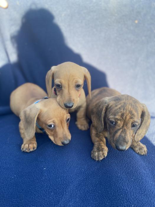 Pure Mini Dachshund puppies 