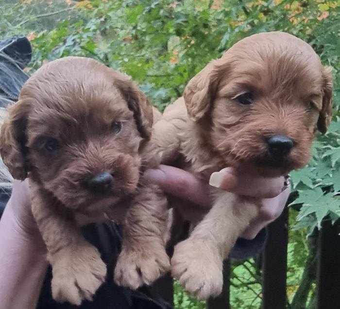 CAVOODLE PUPPIES.$1500