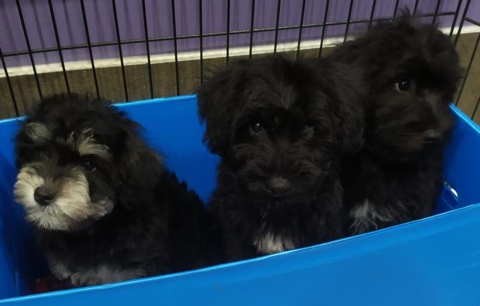Gorgeous Mini Schnoodle Now Ready for their Forever Homes