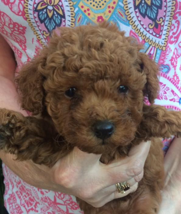 Toy poodle pups RED
