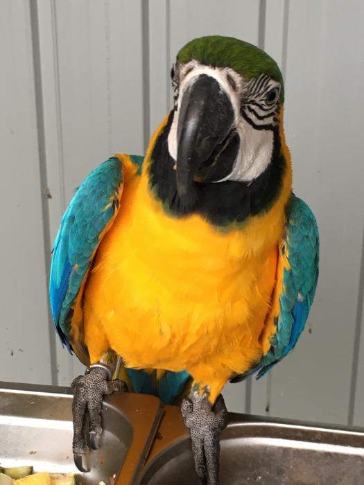 Blue and Gold Macaws, BF Amazon’s 