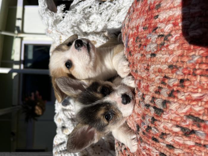 Welsh Pembroke corgi puppies ready to go from $3500