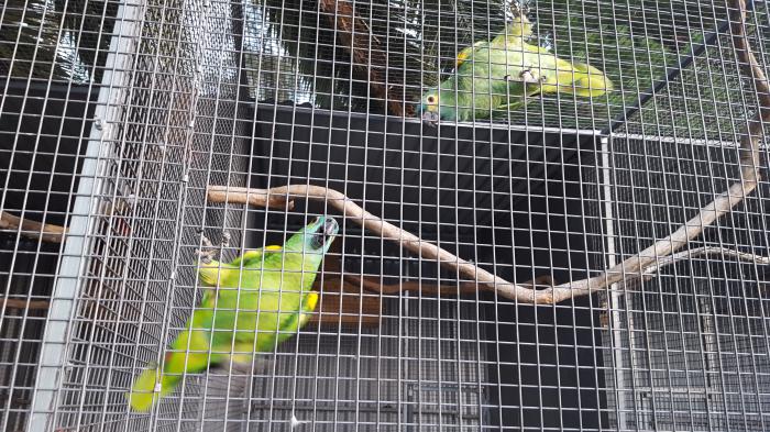 blue fronted Amazons male 