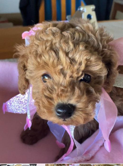 Female Red Toy Poodle 