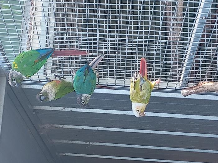 green cheeked conures x4 