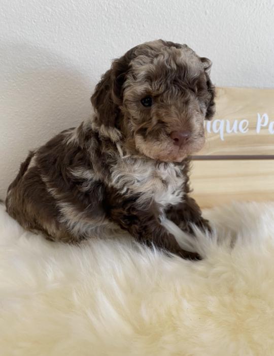 Merle Toy Poodle ONLY 1 Female Left