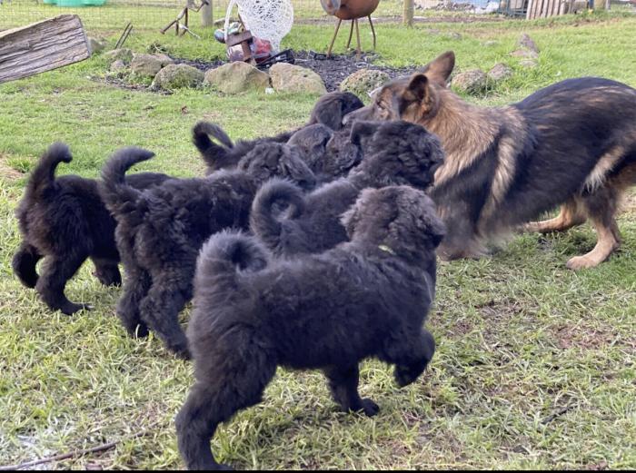 Shepoodle puppies ready to go $2000 ono