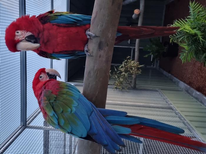 Breeding Greenwing Macaw Pair