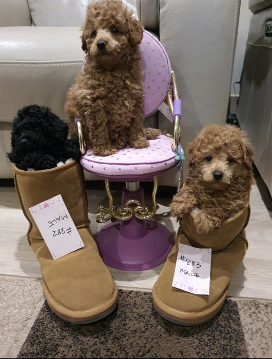 Toy poodles males puppies dna cleared