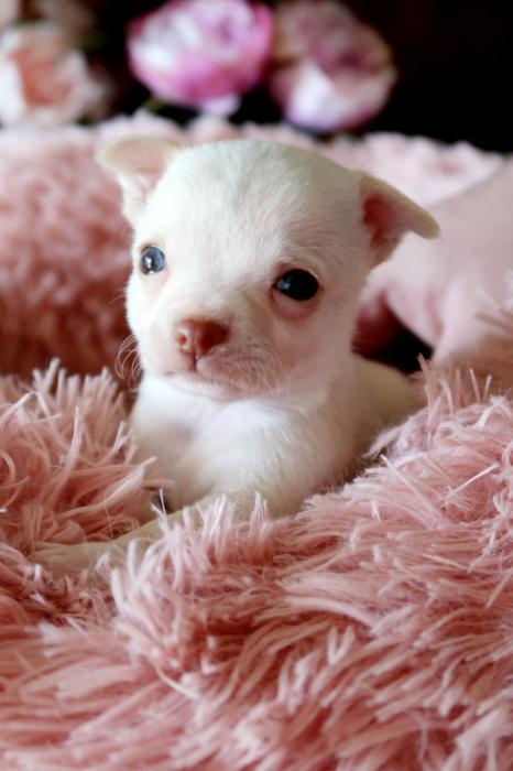 Stunning white chihuahua puppy