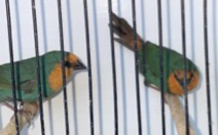 Split Pied Sea Green Parrot Finch Pair