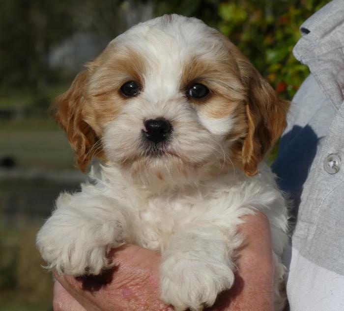 Cavoodles Miniature READY NOW parents DNA tested $2970