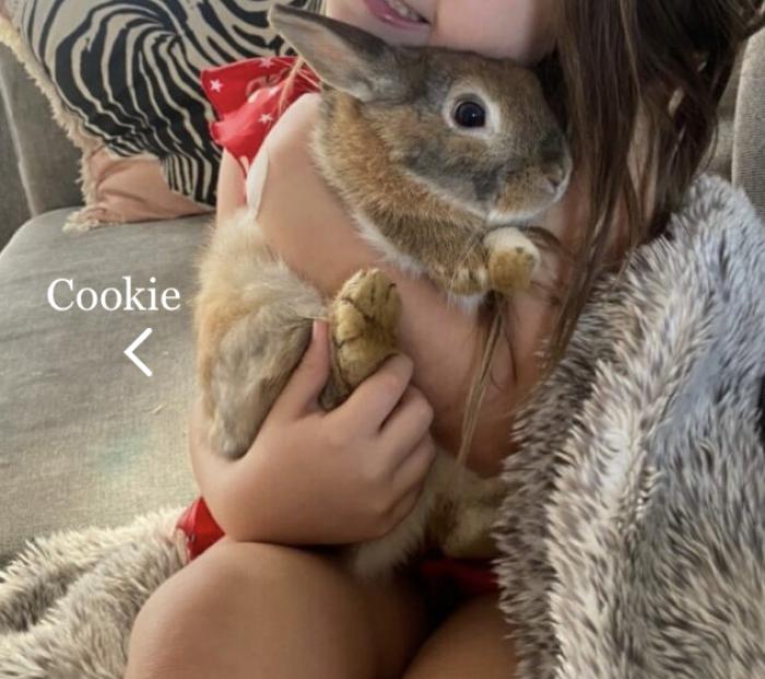 Cookies and Cream. Two beautiful cuddly bunnies hand reared 