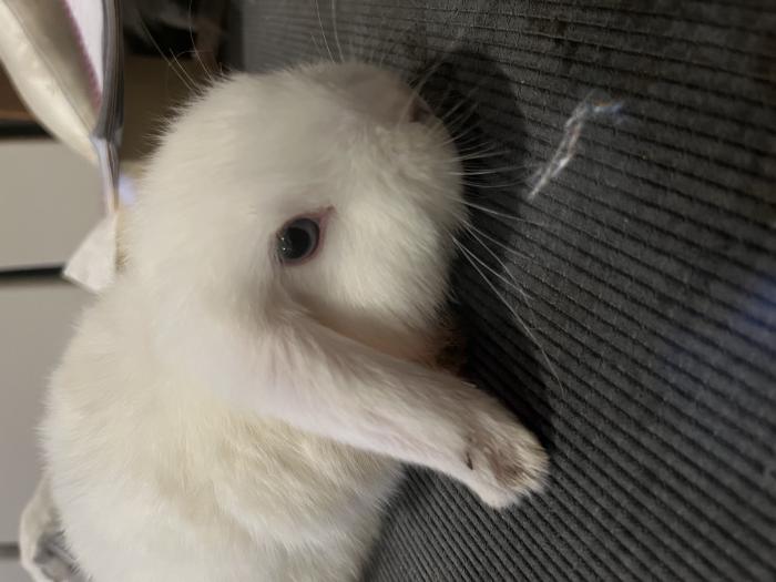 Baby Mini lop female rabbit for sale