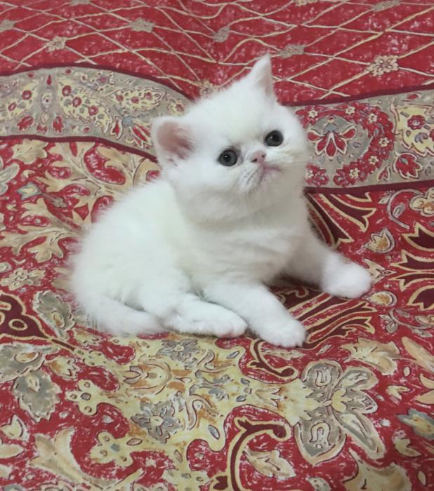 Pure White Exotic Kitten