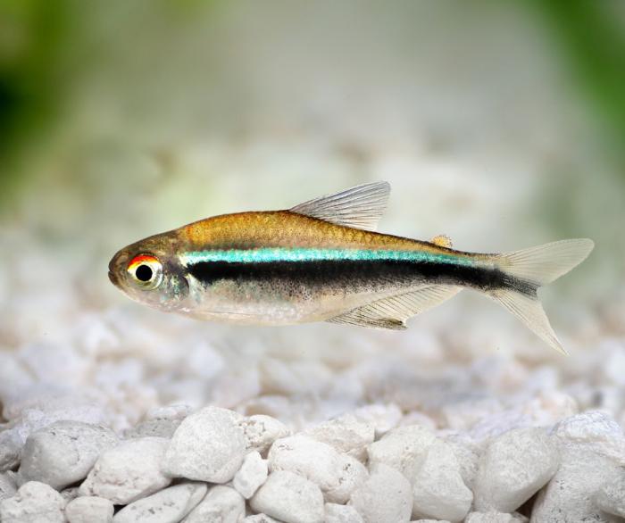 Looking for beautiful tankmates? Black Neon Tetra available
