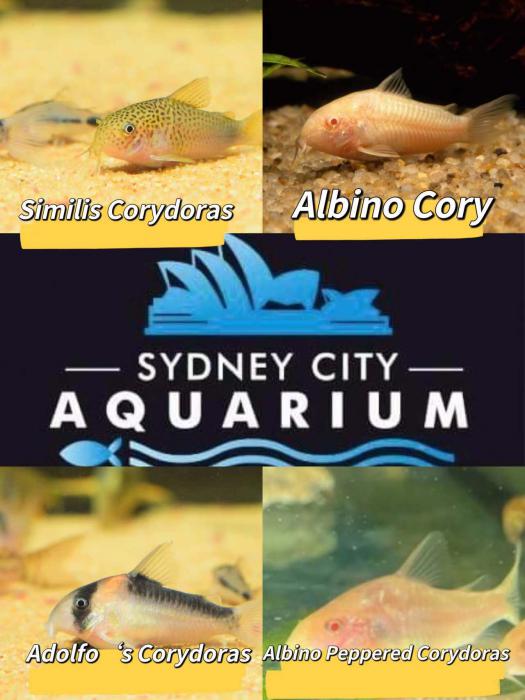 New arrival of Cory Catfish (corydoras) at Sydney CBD