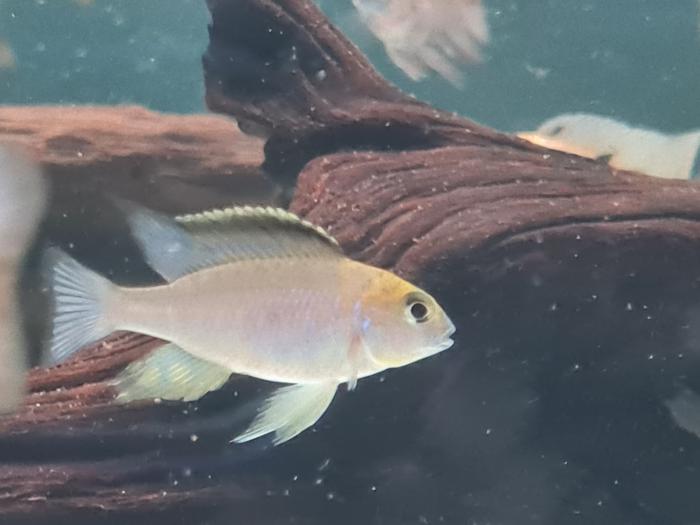 Lethrinops Gold Harbour Monkey Bay cichlids $35ea!