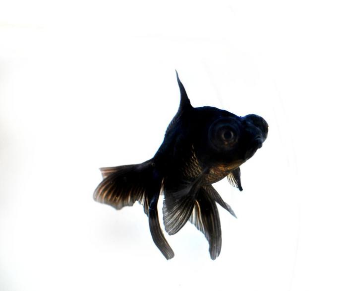 Nice colour goldfish-Black Moor Goldfish