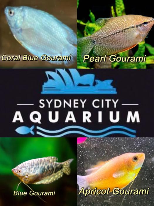 New arrival of Gourami at Sydney CBD