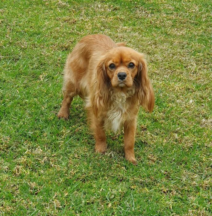 Papered ruby female cavalier