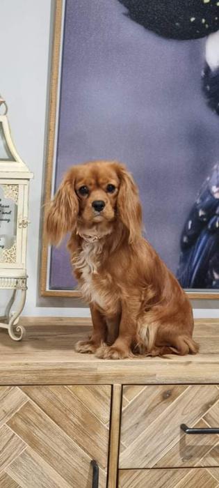 Papered ruby female cavalier