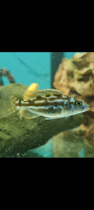 Nimbochromis fuscotaeniatus $25ea!