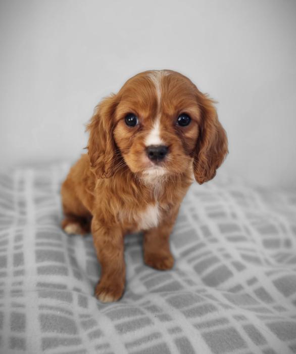 DNA Clear Ruby Cavalier King Charles boy